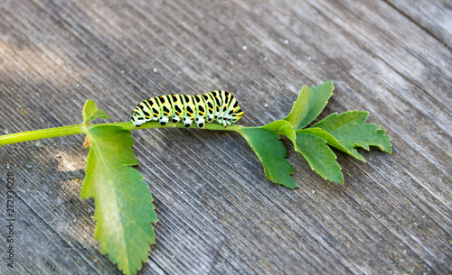 Obraz na płótnie The caterpillar of the butterfly Machaon on the green leaf on wooden background. Papilio machaon w salonie