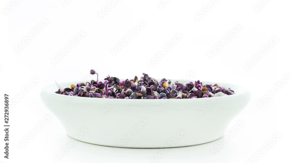 Timelapse of microgreens purple radish seeds sprouting and growing in a bowl on white background side view Timelapse of microgreens purple radish seeds sprouting and growing in a bowl on white background side view