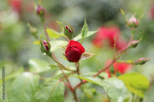 schöne rote aufbühende  Rosenknospe im sonnigen Garten