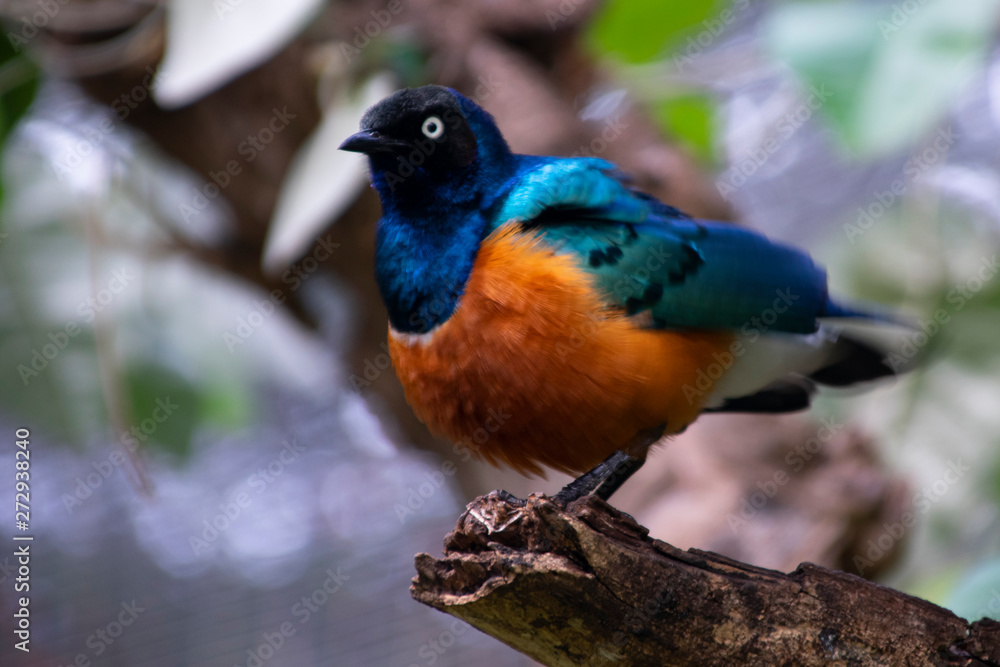 Obraz premium Takeoff