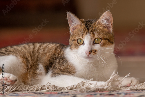 Jeune chat qui joue avec une souris et un tapis dans la maison