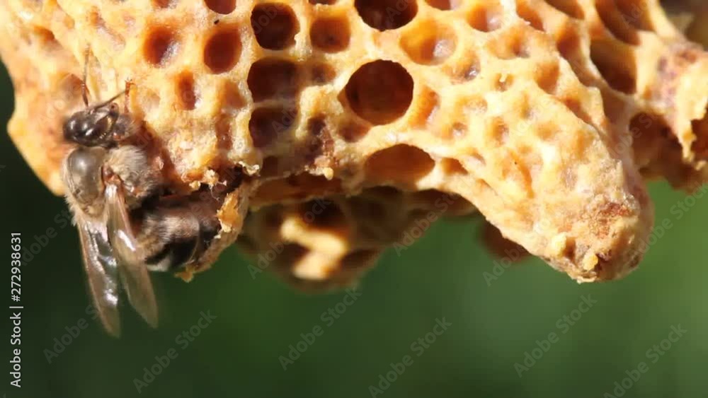 How Bees Reproduce Life and reproduction of bees Future Queen Bee develops in a wax cocoon ...