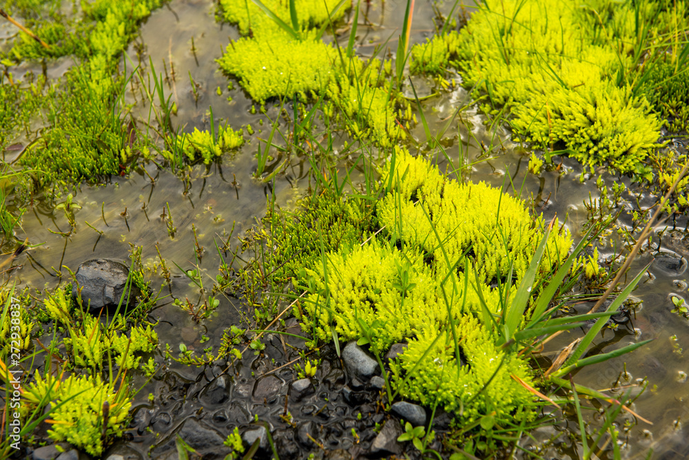 Bright green moss in Iceland