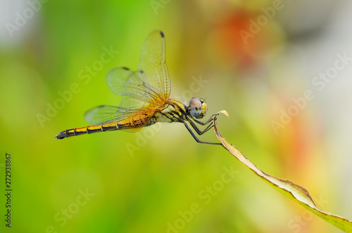 Dragonfly  © Hue Chee Kong