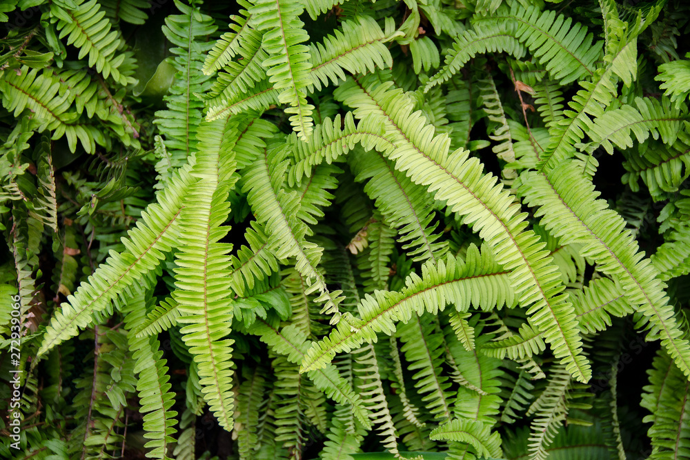 bunch of fern leaves bunch of fern leaves