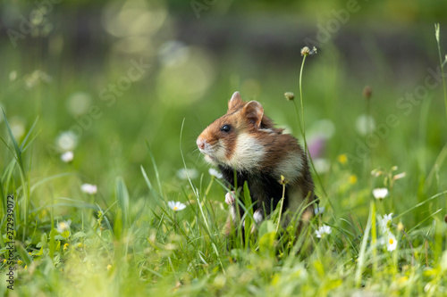 Ein Hamster mit aufrechter Haltung in einer Blumenwiese nach links schauend photo