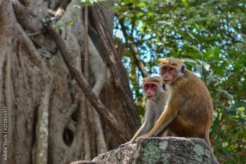 Naklejka premium Sri Lanka Polonnaruwa