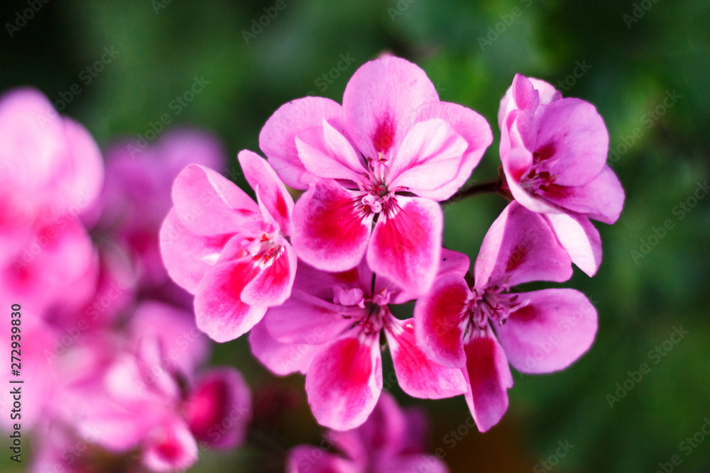 Verbena flowers beautiful fresh bright closeup as background Verbena flowers beautiful fresh bright closeup as background