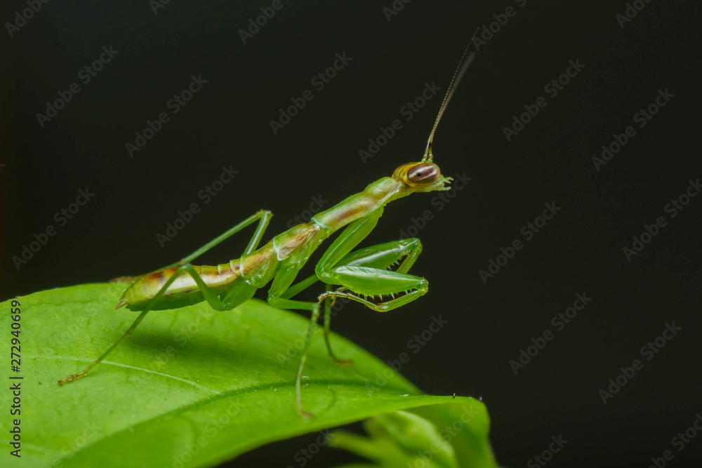 Mantis Mantis