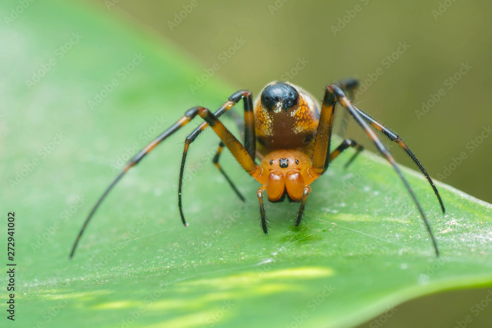 Fototapeta premium Jumping Spider
