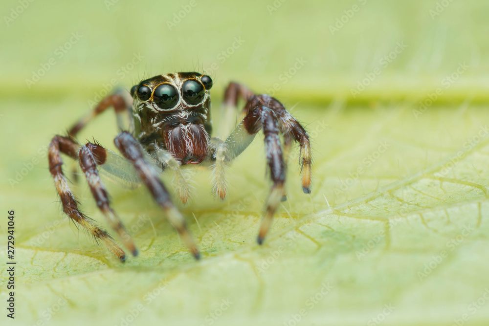 Fototapeta premium Jumping Spider