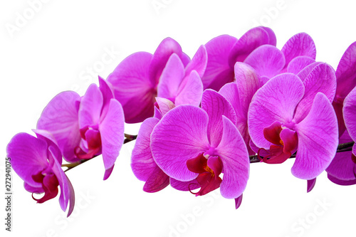 close up of purple orchids  beautiful Phalaenopsis streaked orchid flowers isolated on white background  clipping path  selective focus 
