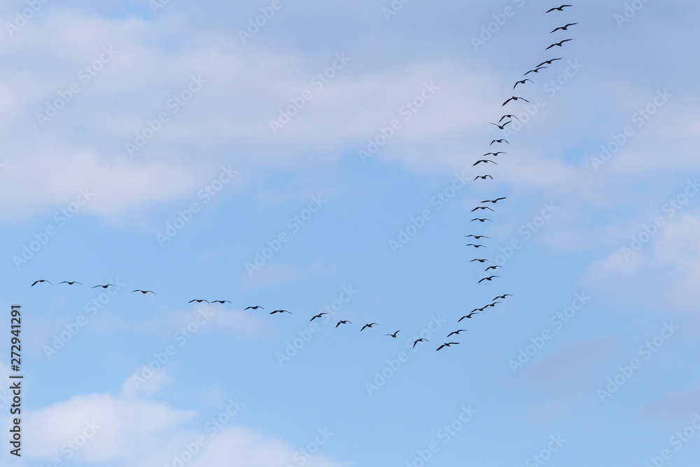 big flock of great black cormorants flying in a cloudy sky big flock of great black cormorants flying in a cloudy sky