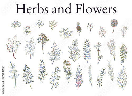 Vector colorful illustration set of herbs, plants and flowers. Hand drawn graphic sketches for you design