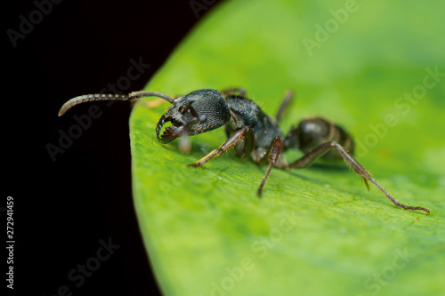 Black Ant © Hue Chee Kong