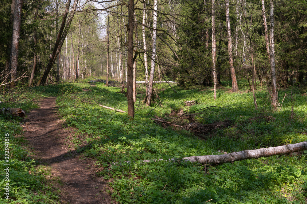 Весенний лес. Тропинка вдоль реки Лось. Stock-Foto | Adobe Stock