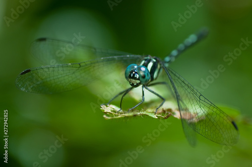 Dragonfly © Hue Chee Kong