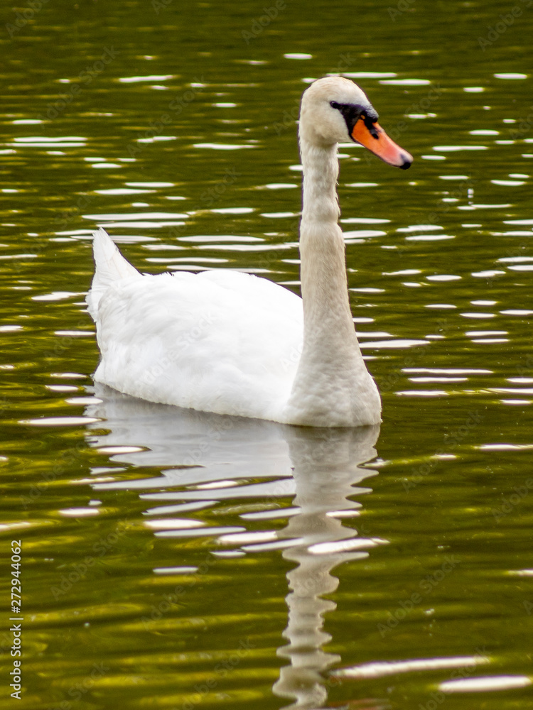 łabędź łabędź