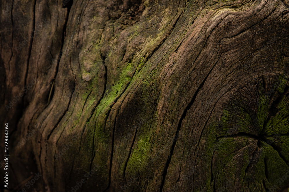 Fototapeta premium Mysterious background texture of tree bark
