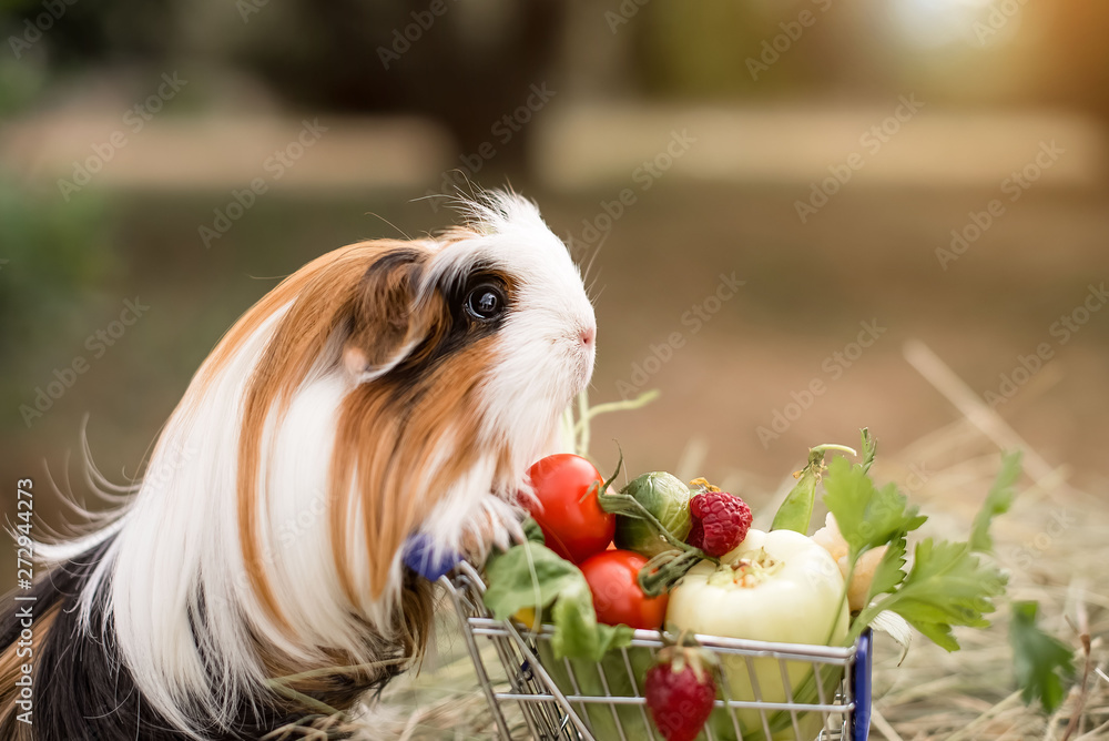 Image showcasing guinea pig and fruits Stock Photo | Adobe Stock