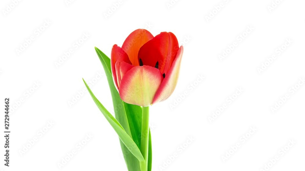 Timelapse of red tulip flower blooming on white background side view Timelapse of red tulip flower blooming on white background side view