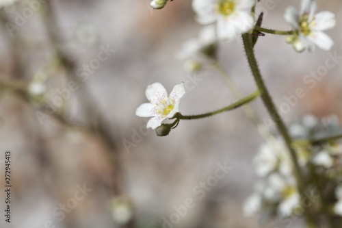 Flower of the rockfoil Saxifraga hostii © ChrWeiss