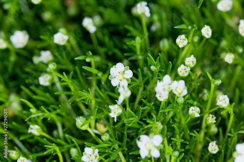 Flower of a heath pearlwort, Sagina subulata.