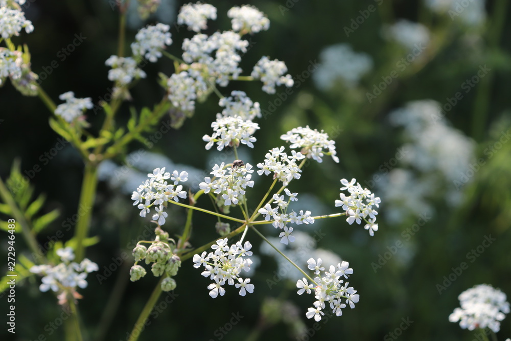 Close up of Cow Parsley Close up of Cow Parsley