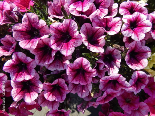 Bright petunia violet hues close-up, macro © HelenkaNNN