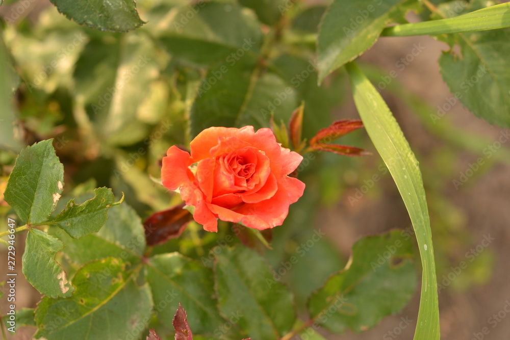 Bright scarlet rose on the background of green leaves in the garden. Bright scarlet rose on the background of green leaves in the garden.