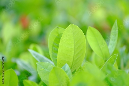 In selective focus tropical Ixora leaves growing in botanical garden with warm light and green nature background 