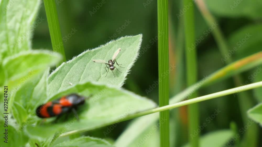 Macro shot of a small ant with wings on a green leave next to a red common blood cicada. Macro shot of a small ant with wings on a green leave next to a red common blood cicada.
