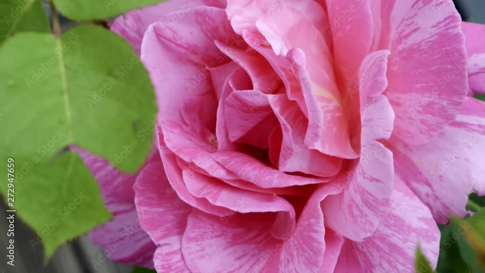 Macro shot of a big pink rose blossoming with the garden in the background. Macro shot of a big pink rose blossoming with the garden in the background.
