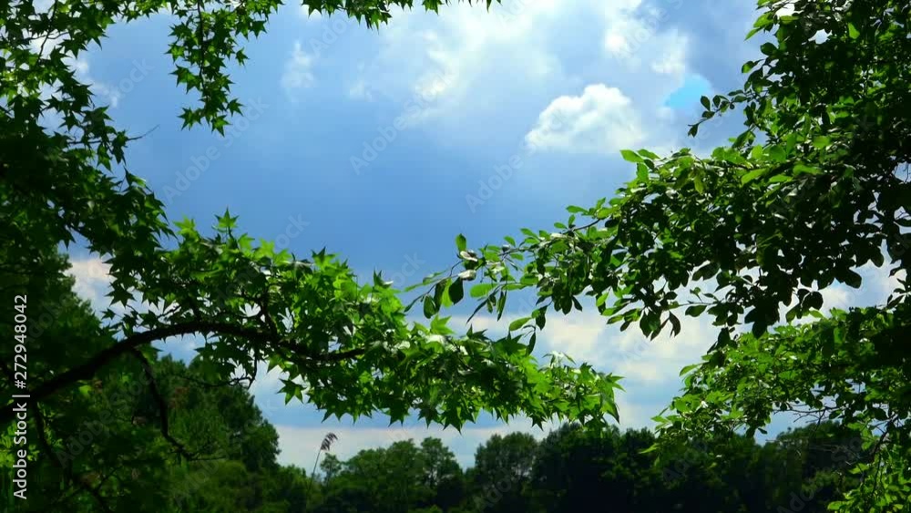 Clouds and blue sky visible beyond tree branches with leaves waving in the breeze, Clouds and blue sky visible beyond tree branches with leaves waving in the breeze,
