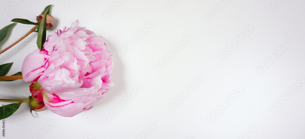 Pink Peony isolated on white background for a postcard or invitation with copy space for your own text Pink Peony isolated on white background for a postcard or invitation with copy space for your own text