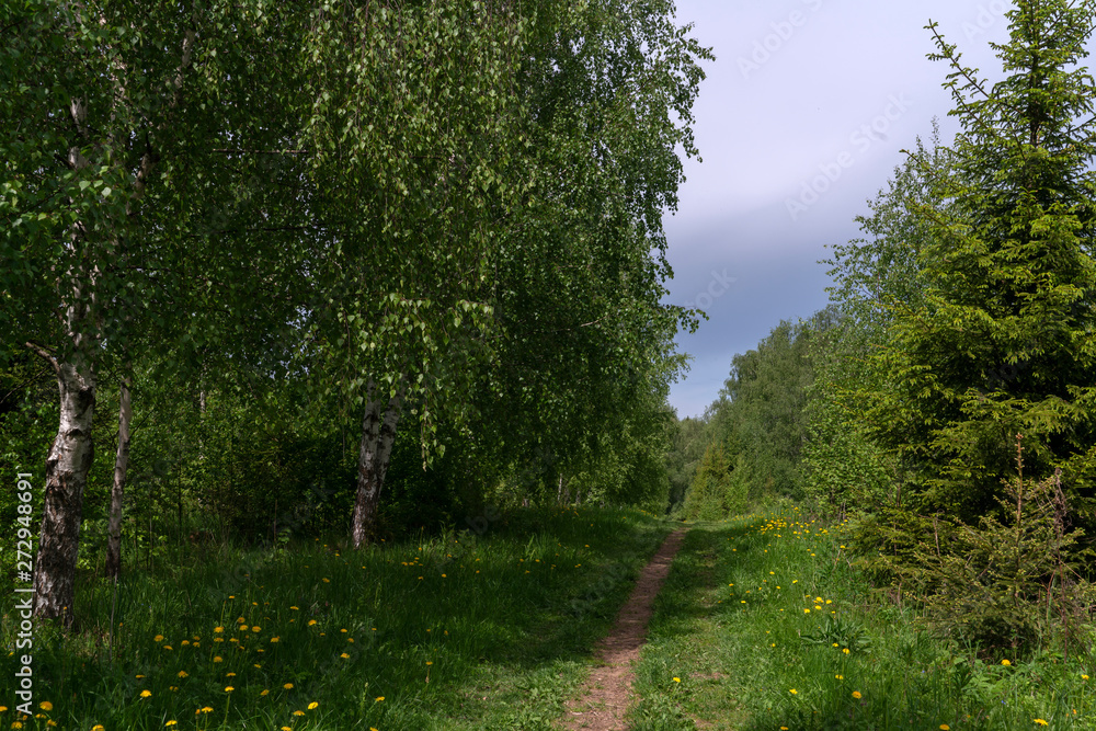 Fototapeta premium Весна. Тропинка вдоль березовой аллеи.