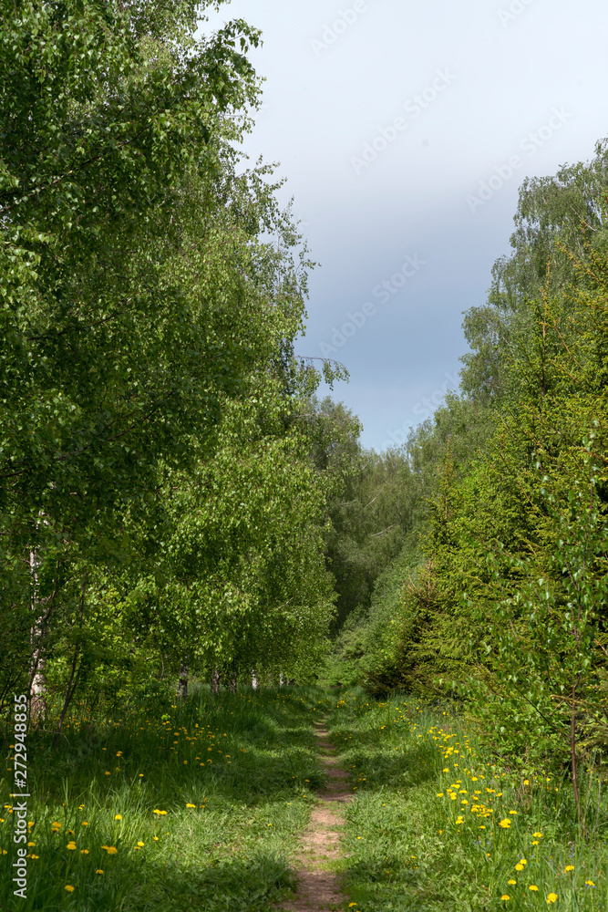 Весна. Тропинка вдоль березовой аллеи.
