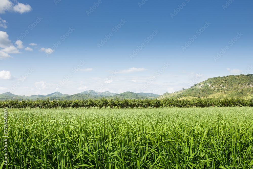Fototapeta premium Green Corn Field / Corn field under a beautiful sky
