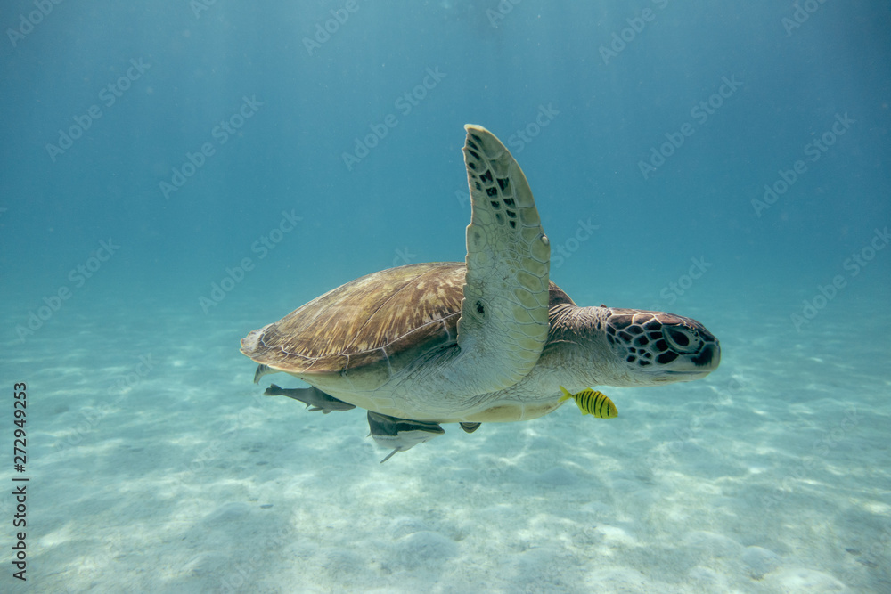 Obraz premium sea turtle swimming in water
