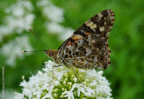 butterfly, Vanessa cardui on white flower