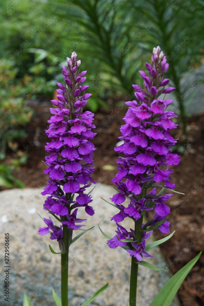 Obraz premium orchis