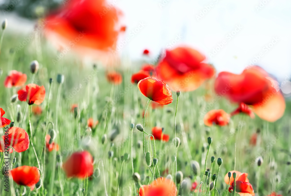 Naklejka premium Red poppy flowers blooming in green field, springtime nature background, floral growth and renewal