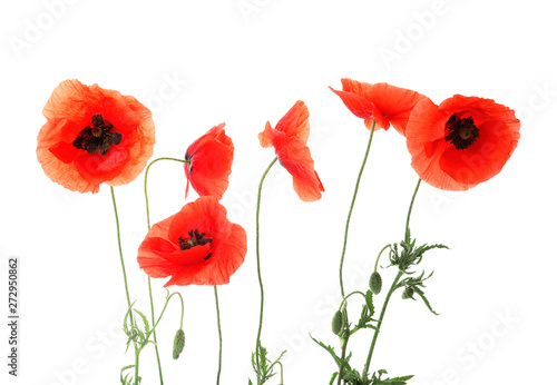Fototapeta Naklejka Na Ścianę i Meble -  Beautiful red poppy flowers on white background