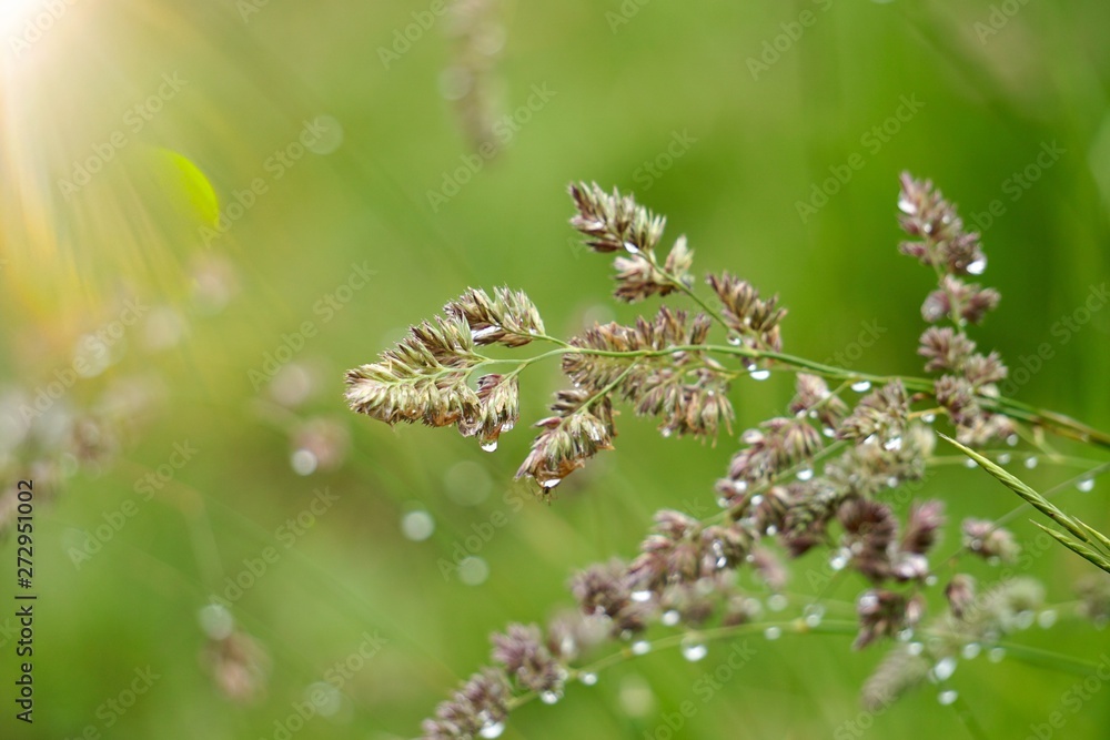 green flower plant in the nature in summer green flower plant in the nature in summer