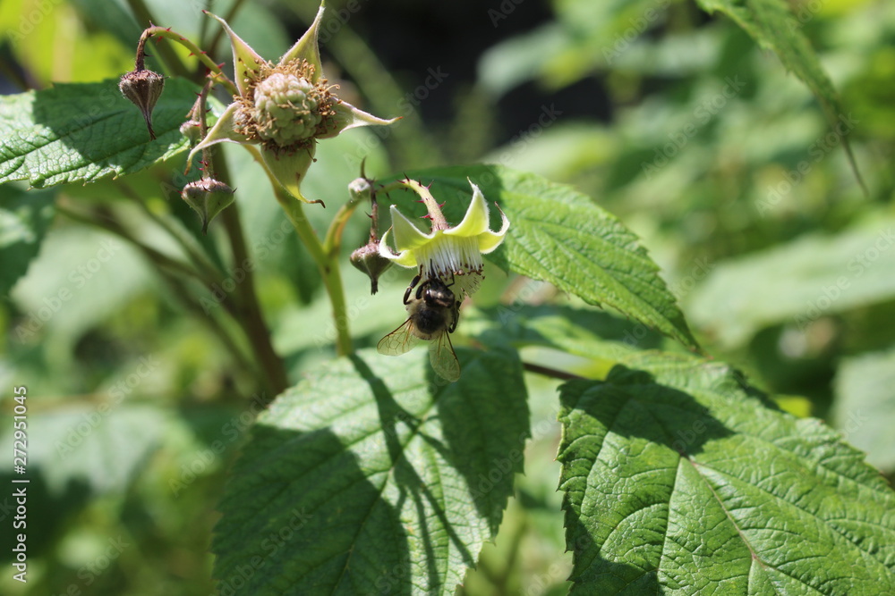 The bee pollinates the flower The bee pollinates the flower