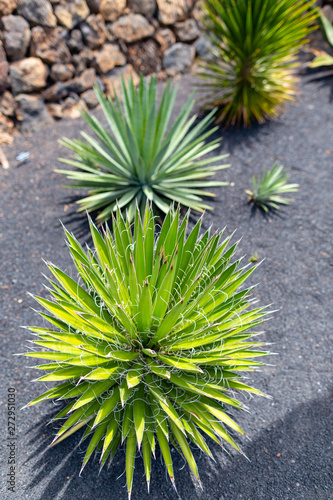 Colorful cactus plants varieties growing on volcanic lava sand soil in cactus garden near Quatiza  Lanzarote  Canary Islands  Spain.