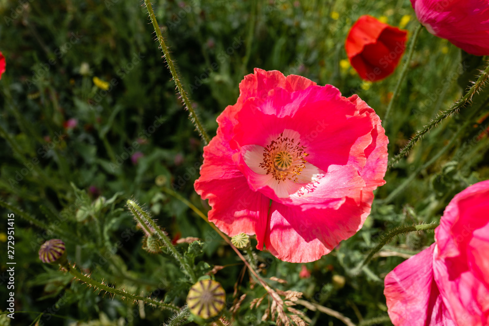 red flower in the garden red flower in the garden