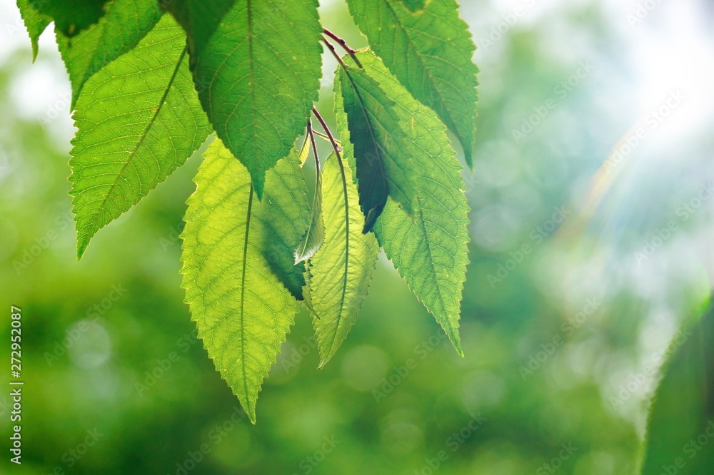green tree leaves and branches in the nature in summer, green background green tree leaves and branches in the nature in summer, green background