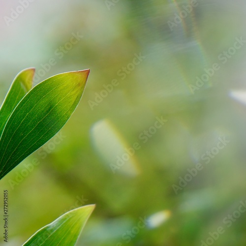green tree leaves and branches in the nature in summer  green background