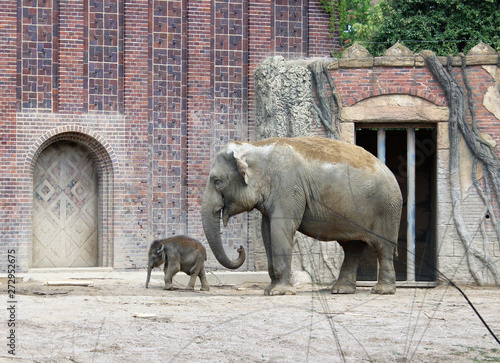 Sticker Indian elephant with baby in the zoo